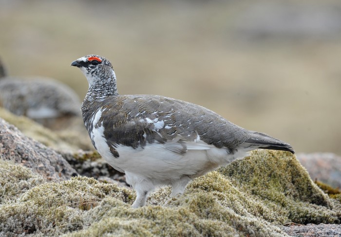 Ptarmigan