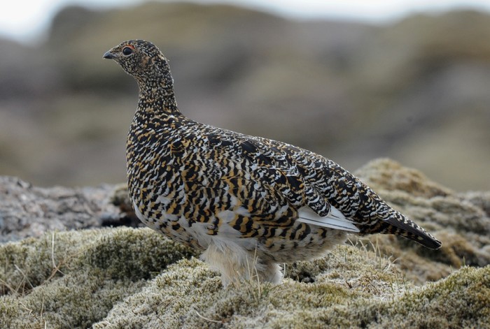 Ptarmigan