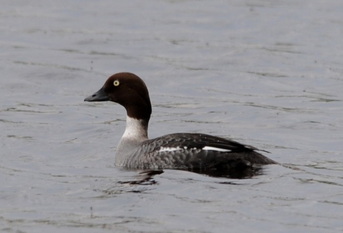 Goldeneye