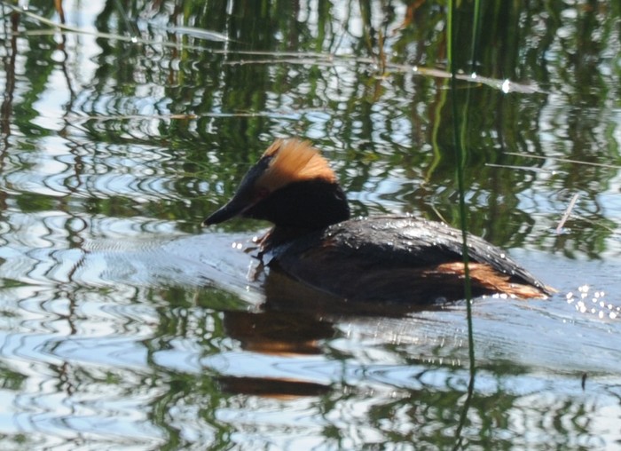 Slavonian Grebe