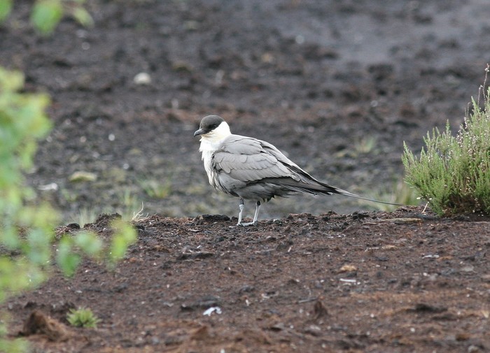 Long-tailed Skua