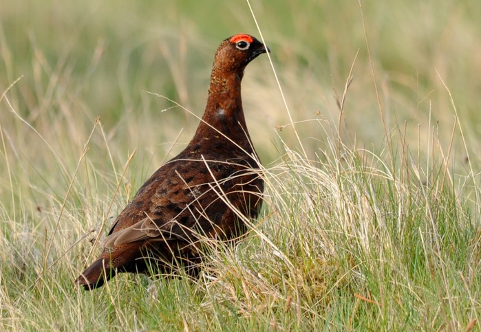 Red Grouse