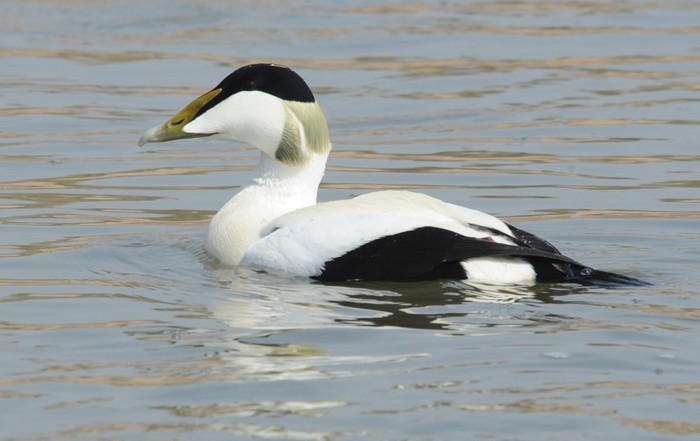 Eider