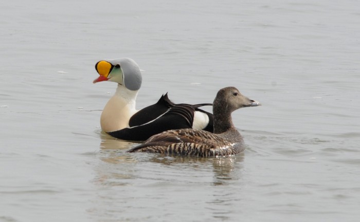 King Eider
