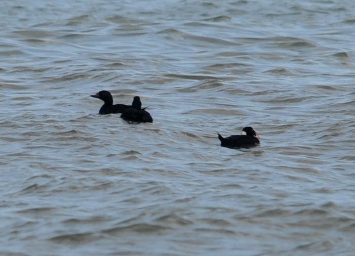 Surf Scoter