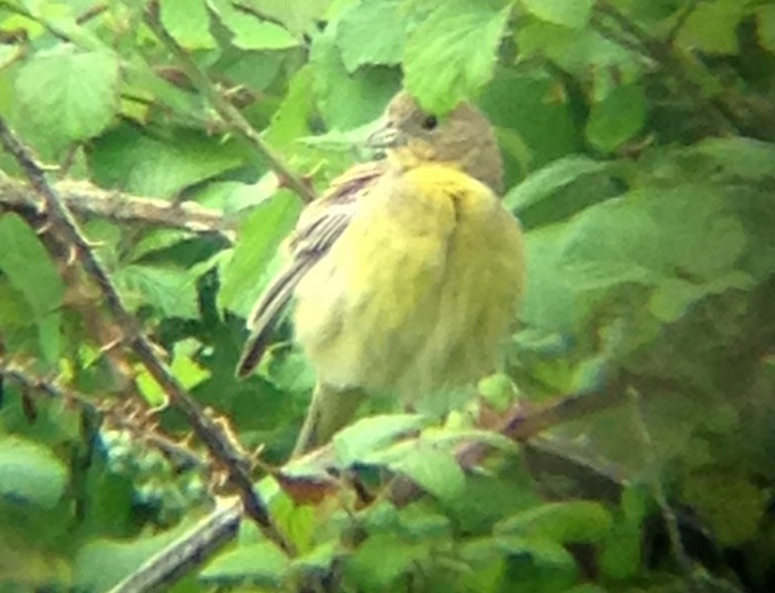 Black-headed Bunting
