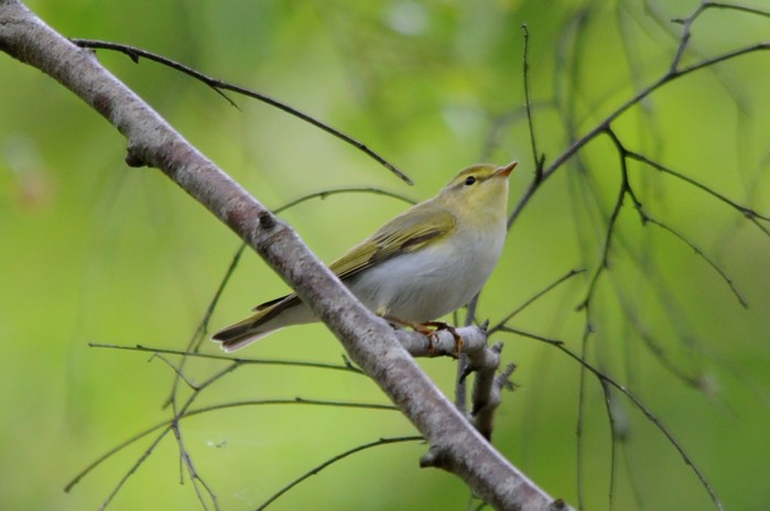 Wood Warbler