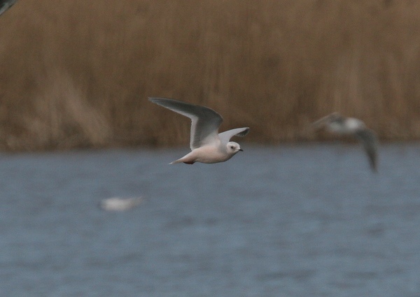Ross's Gull