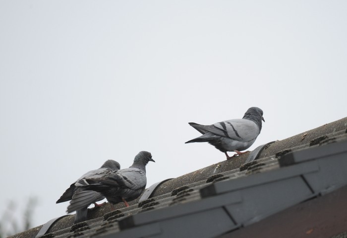 Rock Dove