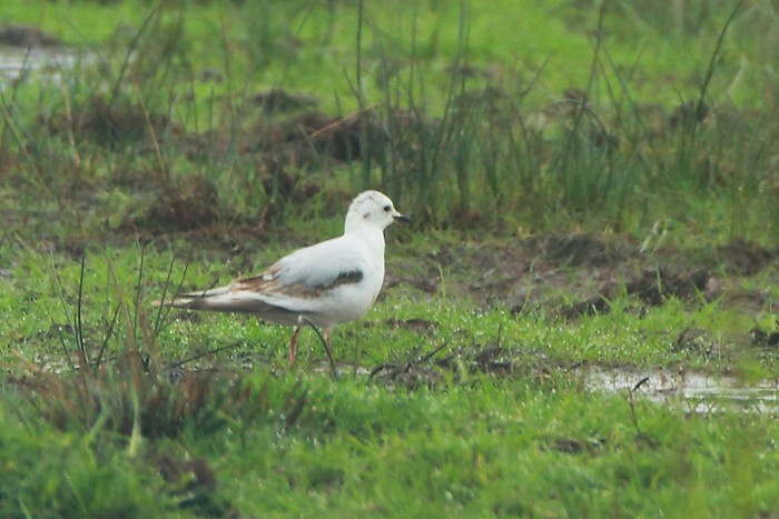Ross's Gull