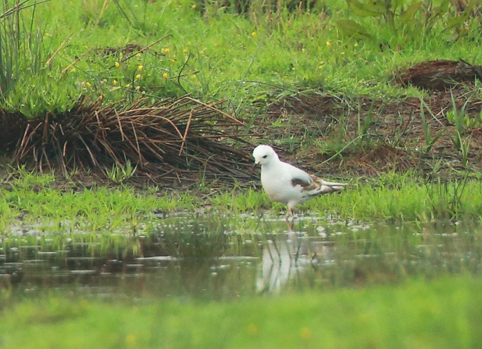 Ross's Gull