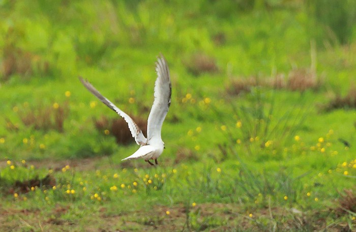 Ross's Gull