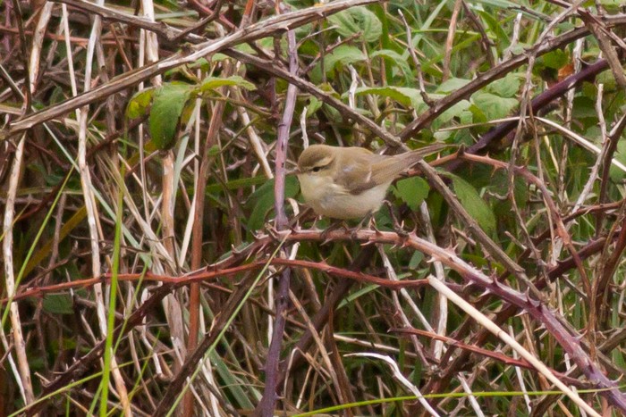 Greenish Warbler