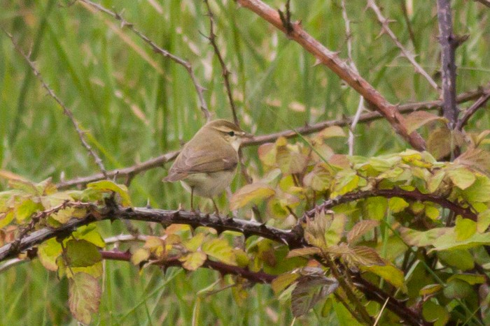 Greenish Warbler