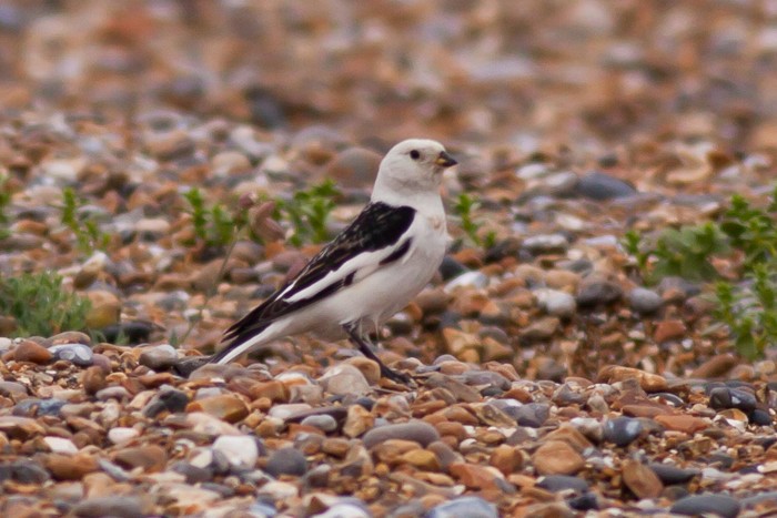 Snow Bunting