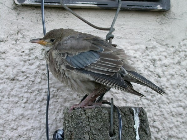 Rose-coloured Starling