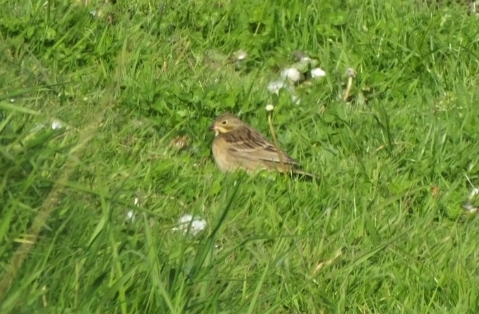 Ortolan Bunting