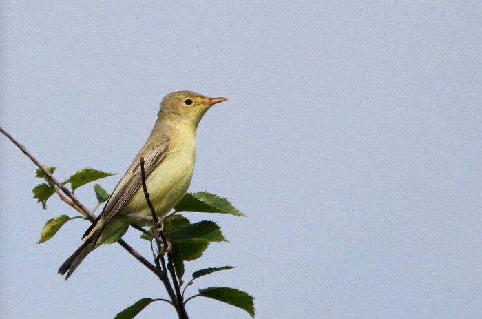 Icterine Warbler
