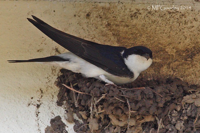 House Martin