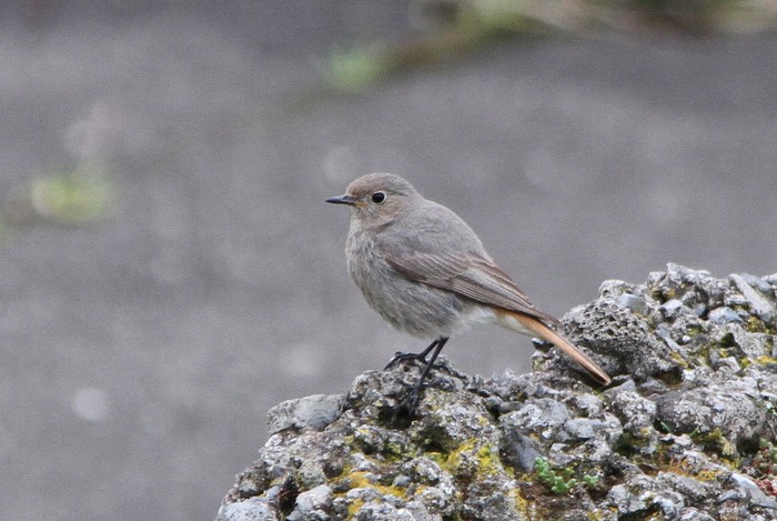 Black Redstart