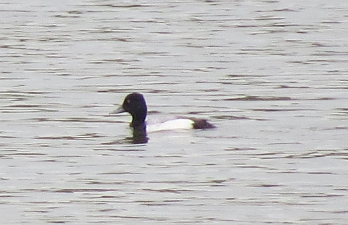 Lesser Scaup