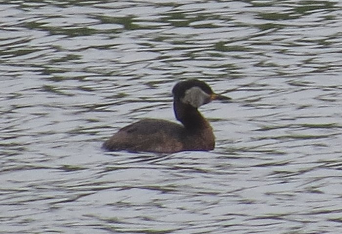 Red-necked Grebe