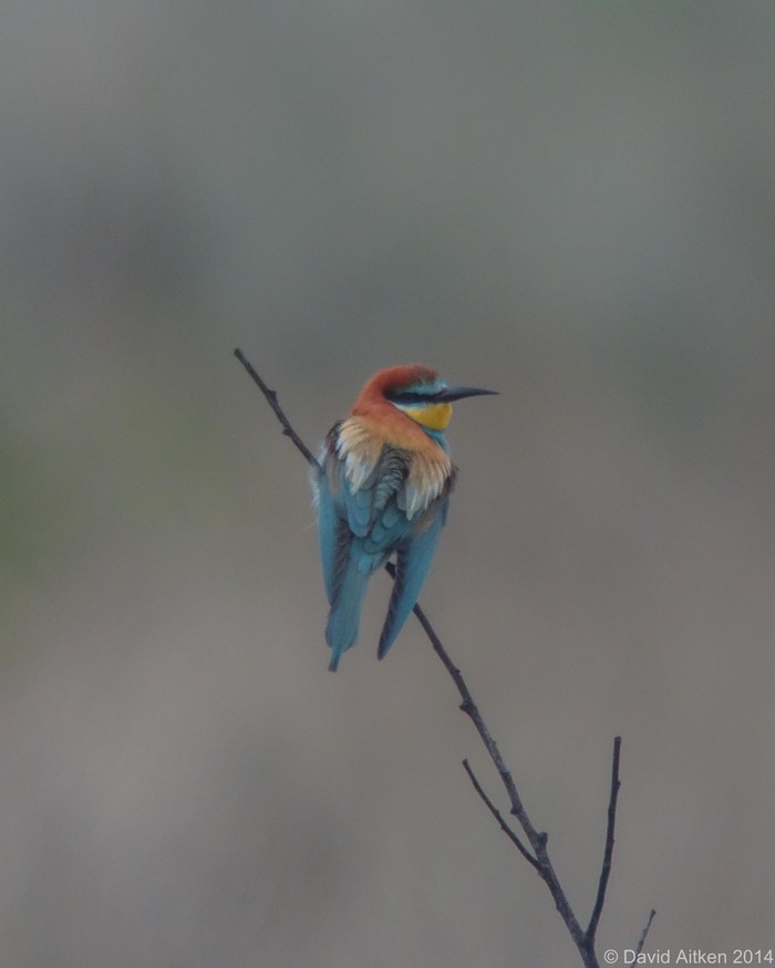 Bee-eater