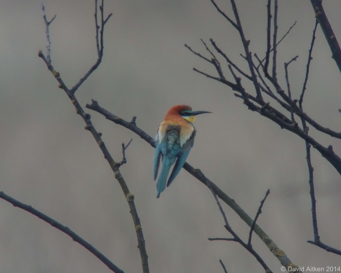 Bee-eater