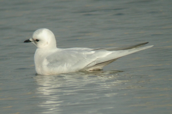 Ross's Gull