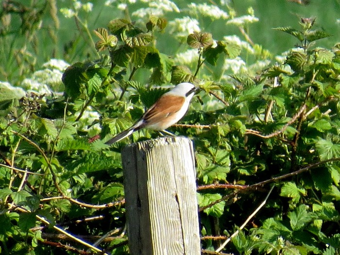 Red-backed Shrike