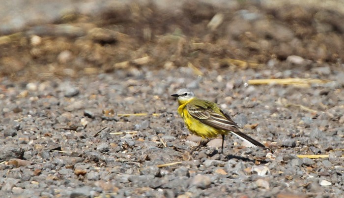 Yellow Wagtail