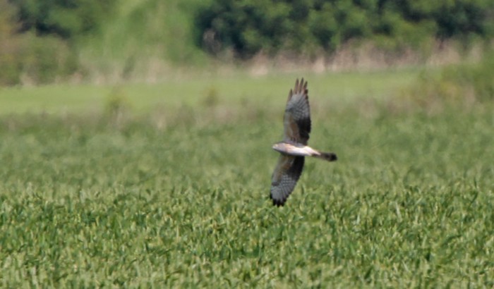 Montagu's Harrier