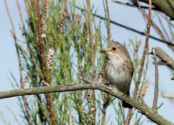Spotted Flycatcher