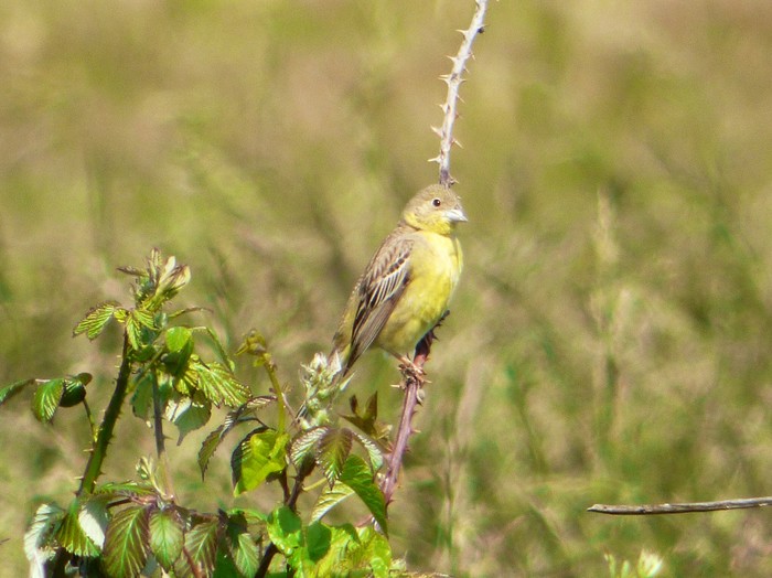 Black-headed Bunting