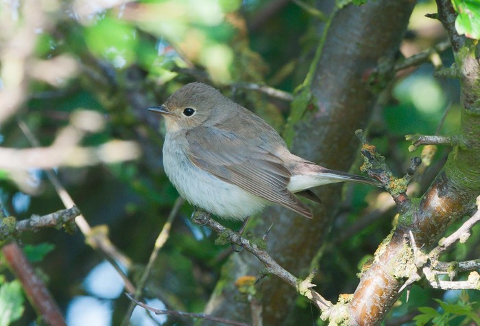 Red-breasted Flycatcher