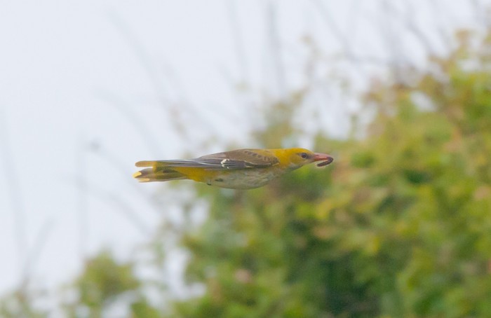 Golden Oriole