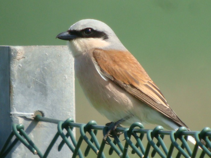 Red-backed Shrike