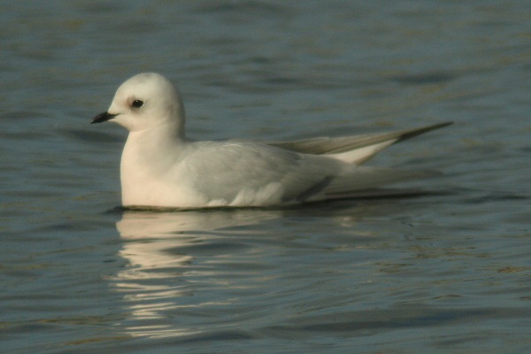Ross's Gull