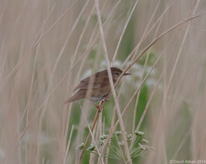 Savi's Warbler