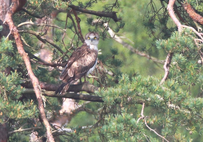 Short-toed Eagle