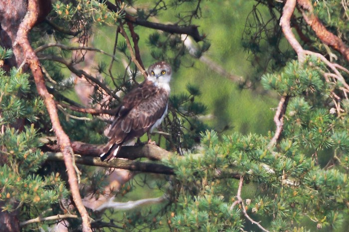 Short-toed Eagle