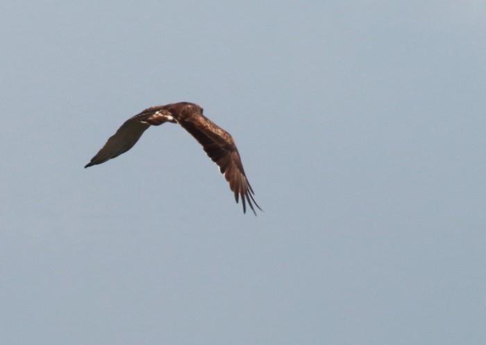 Short-toed Eagle