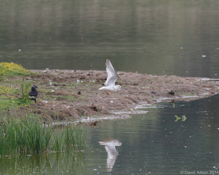 Ross's Gull