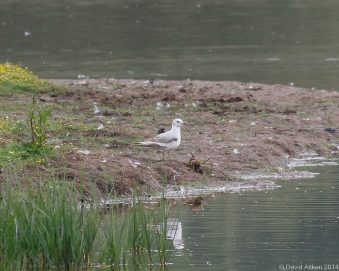 Ross's Gull