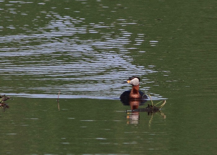 Red-necked Grebe
