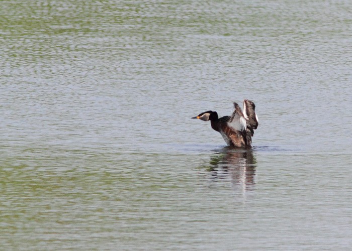 Red-necked Grebe