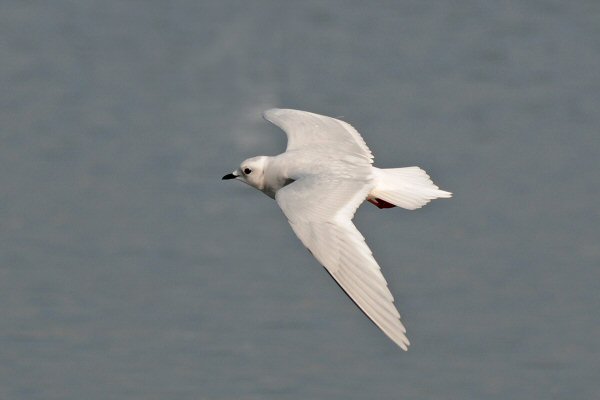 Ross's Gull