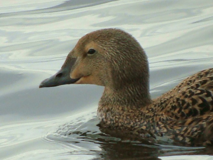 King Eider