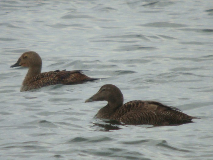 King Eider