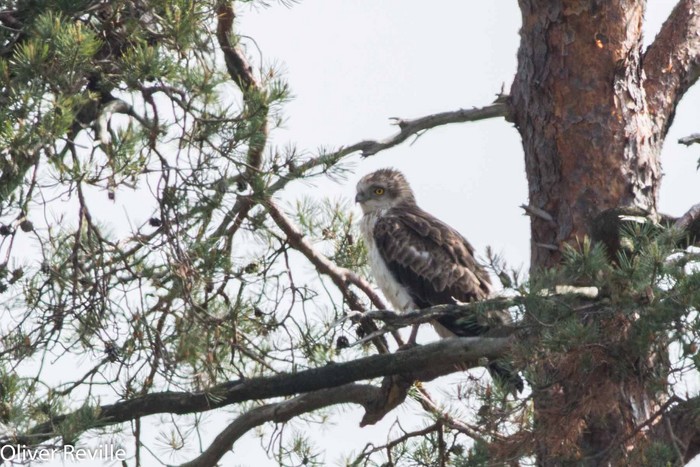 Short-Toed Eagle